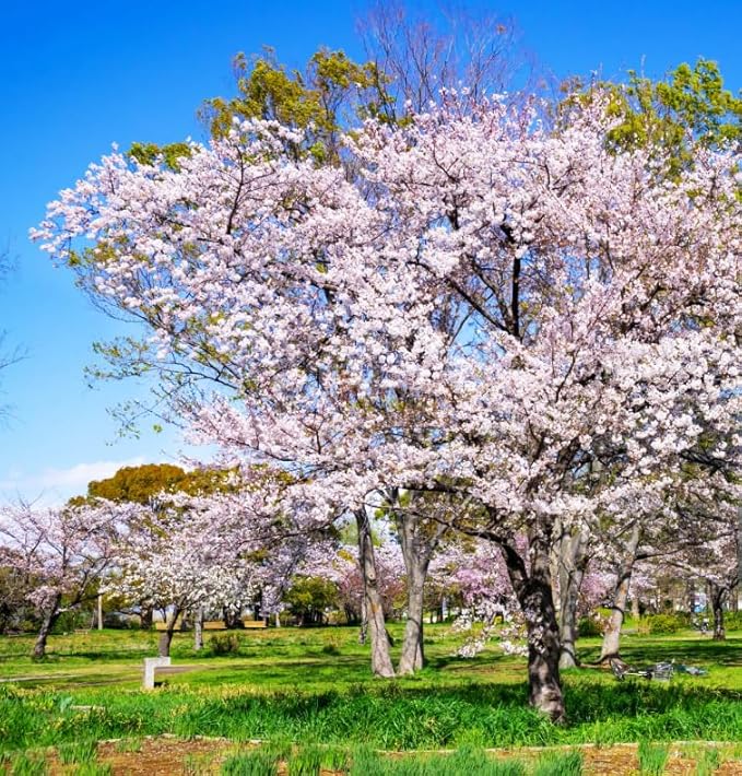 30+ Pink Weeping Sakura Tree Seeds for Planting Outdoors-Cherry Blossom Flower Tree Seeds Non-GMO Heirloom