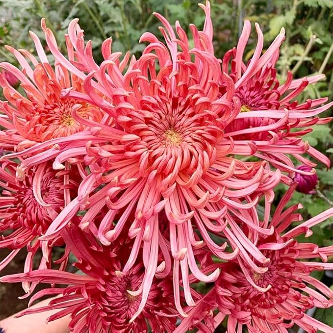 120Pcs Chrysanthemum Seeds for Planting-Non-GMO Heirloom Plant Seeds Garden Outdoor