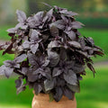 CEMEHA SEEDS - Seeds Purple Basil Indoor Non GMO Herbs for Planting