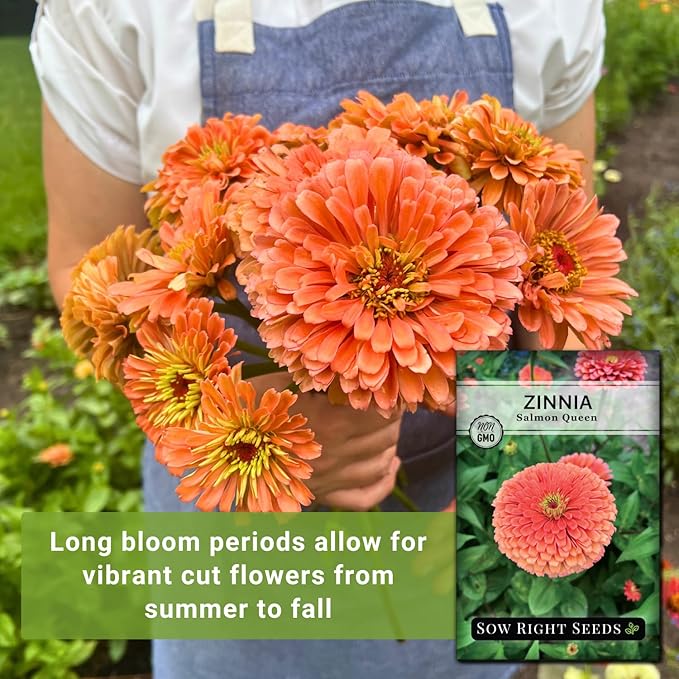 Sow Right Seeds - Salmon Queen Zinnia Seeds for Planting - Non-GMO Heirloom Packet to Plant & Grow an Outdoor Home Flower Garden - Annual, Giant Pink Blooms to Cut and Come Again (4)