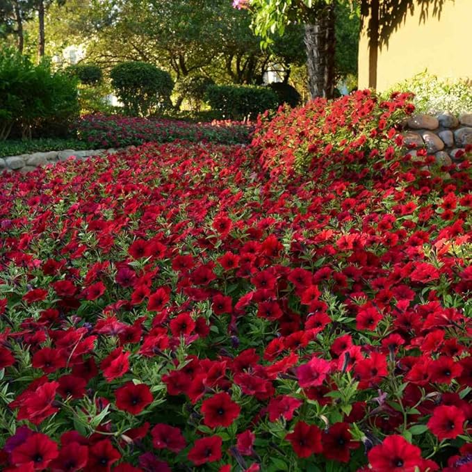 Outsidepride Red Velour Tidal Wave Petunia Seeds - 30 Pcs Annual, Vibrant Blooms, Spreading Petunia Seeds for Planting Outdoors, Ideal for Pollinator-Friendly Garden Beds & Containers (AAS Winner)