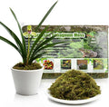 Compressed Sphagnum Moss for Plants & Reptiles (2pc)– Dried Peat Moss, Moisture-Retentive for Indoor Plants, Orchids, Terrariums, Reptile Bedding (100% Natural, Reptile-Safe