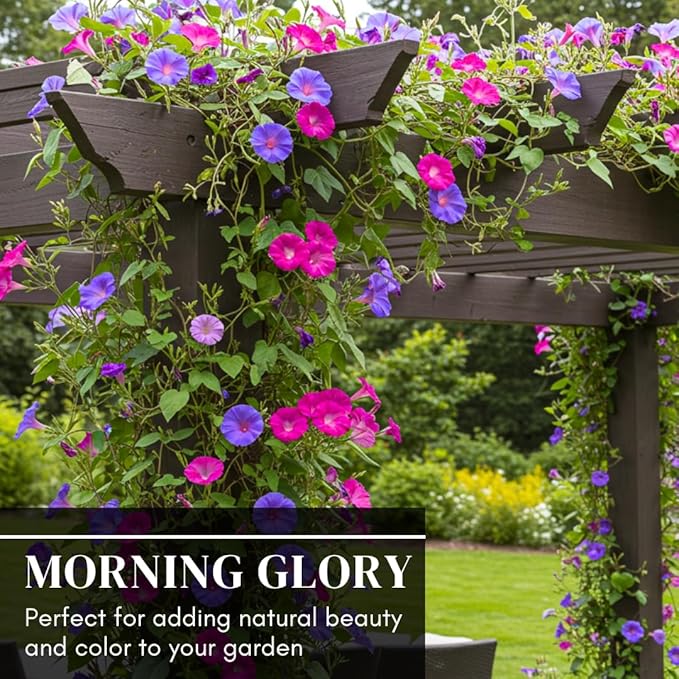 Morning Glory (Kikyo-Zaki Mix) Climbing Vine Seeds – 100 Premium Seeds for Planting – Fast-Growing, Colorful Mix of Purple, Blue, and Pink Blooms – Ideal for Fences, Trellises, and Garden Décor