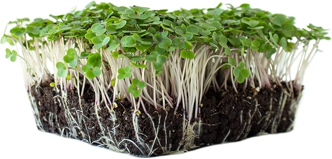 Red Russian Kale Garden Seeds - 1 Oz - Non-GMO, Heirloom Vegetable Gardening & Microgreens Seed