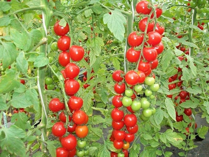 SeedsUP - 50+ Seeds Vine Tomato - Vegetable Red