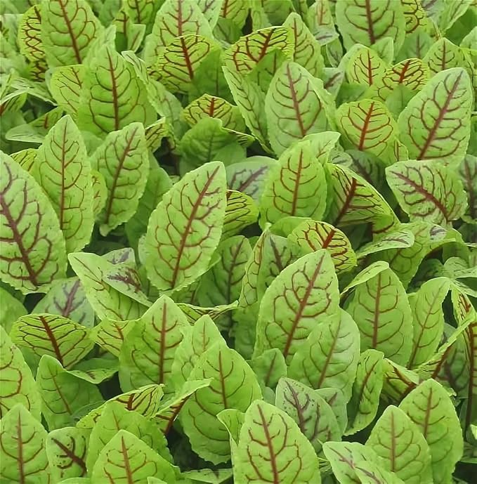 Sorrel Blood Dock Seeds – Perennial Herb (Rumex sanguineus) | Heirloom, Non-GMO, Edible Leafy Green with Red Veins