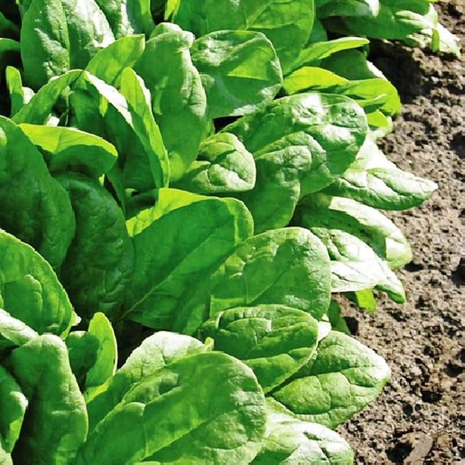 Seeds Four Season Spinach - Heirloom Vegetable - GMO Free