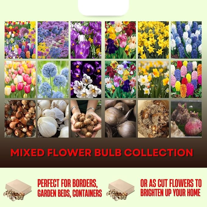 50 Mixed Flower Bulbs, Assorted Colorful Blooms for Spring, Mixed Daffodils, Allium, Iris & Hyacinths Flower Bulbs for Beds, Borders & Containers, Hardy Perennial Easy Fall Planting