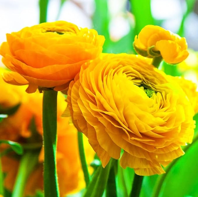 Mixed Peony Ranunculus Bulbs- Persian Buttercup -10 Corms Bulbs Flowering Blooms Perennial Bulbous Root Garden Plant (Yellow)