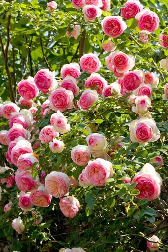 100+ Pink Climbing Rose Flowers Seeds Heirloom Outdoor Garden Vine for Home Landscape Rosa Bush Vine Climber Fragrant Butterfly