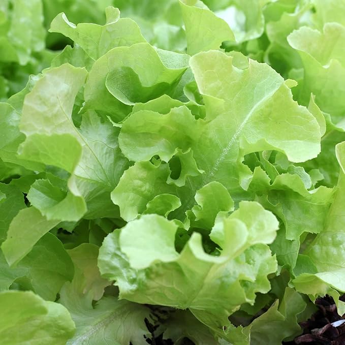 Leaf Lettuce Garden Seeds - Oakleaf - 1 Oz ~25,000 Seeds - Non-GMO, Heirloom Vegetable Gardening & Microgreens Seed - Oak Leaf
