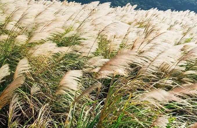 200+ Chinese Silvergrass Seeds for Planting - Ornamental Grass with Stunning Silver Tips