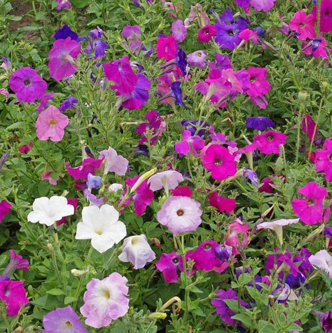Dwarf Mix Petunia Flower Seeds, Pack of 20,000+ Seeds by Seeds2Go