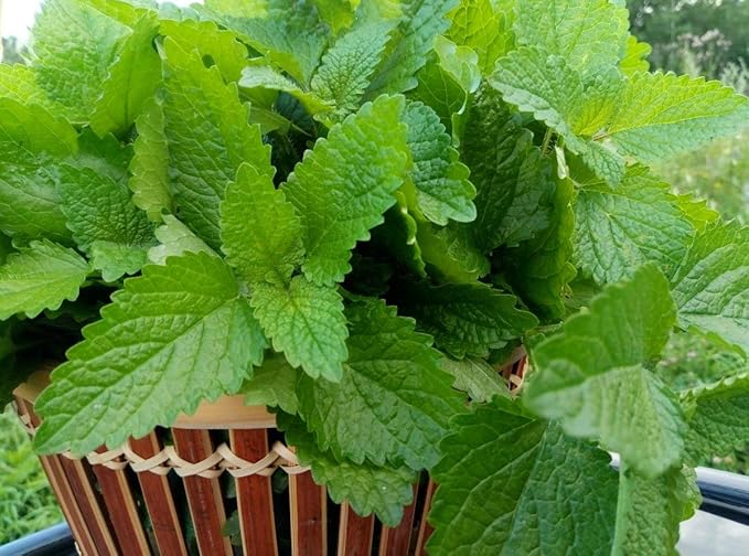 SeedsUP - 300+ Seeds Melissa Lemon Balm Mint - Herb Green