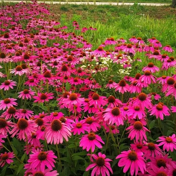 300+ Double Echinacea Seeds, Heirloom Coneflower Seeds, Non-GMO Perennial Flowers, Butterfly Garden Plants