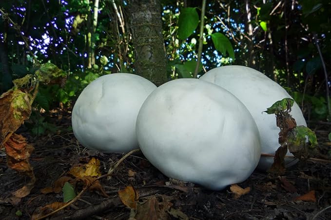 KIRA SEEDS - Giant Puffball Mushrooms Spores - Heirloom - GMO Free