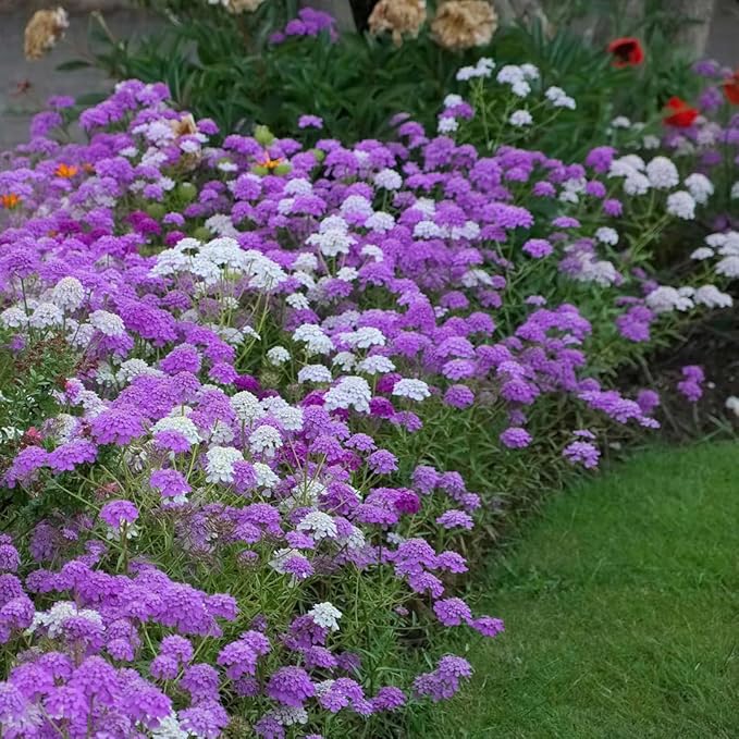 2000+ Mixed Candytuft Flower Seeds - Perennial Plant for Outdoor Planting, Attracts Pollinators, Deer & Rabbit Resistant, Ideal Ground Cover for Garden
