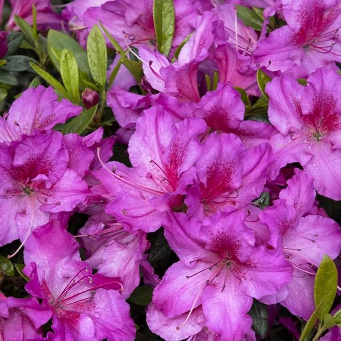 Mixed Azalea Seeds for Planting - 50+ Azalea Flower Seeds Bush Shrub Flowers Plant Seeds Perennial Flower Non-GMO Heirloom Seeds