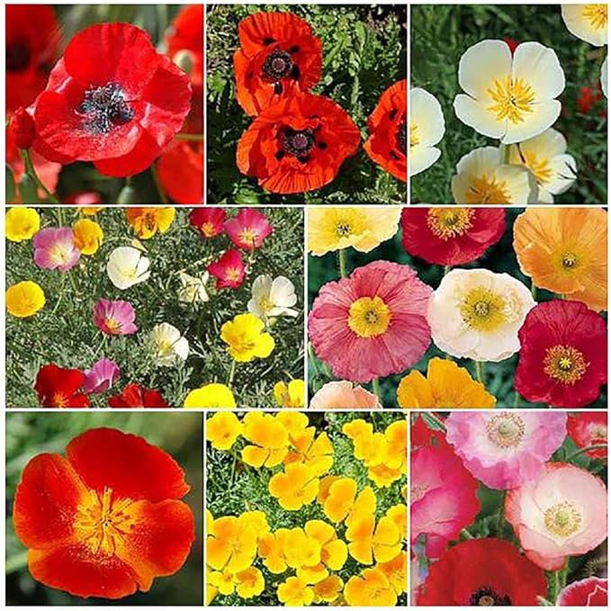 4000 Dwarf Golden West California Poppy Seeds - State Flower, Yellow Poppy, Re-Seeds, Later Blooming Than Golden Poppy