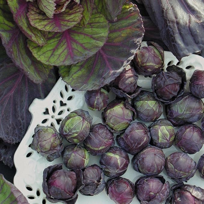 SeedsUP - 100+ Seeds Rosella Brussels Sprouts Cabbage - Vegetable Purple
