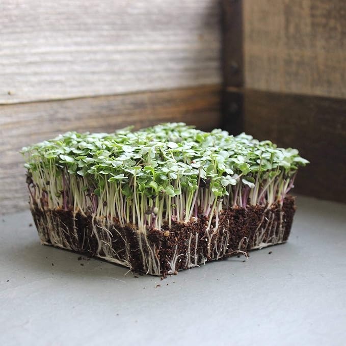 Bulk Salad Mix Microgreens Seeds – 4 Oz – Non-GMO Blend of Broccoli, Kale, Kohlrabi, Cabbage & Arugula – High-Germination for Indoor Micro Greens, Hydroponic Growing & Home Gardening