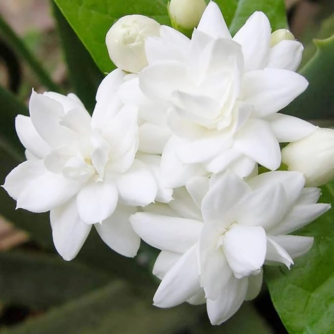 300+ Gardenia Jasminoides Seed Cape Jasmine Climber Vine Lovely White Flowers Highly Fragrant Spectacular Display
