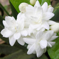 300+ Gardenia Jasminoides Seed Cape Jasmine Climber Vine Lovely White Flowers Highly Fragrant Spectacular Display