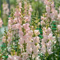300+ Costa Silver Snapdragon Seeds Appleblossom Flowers Garden Planting