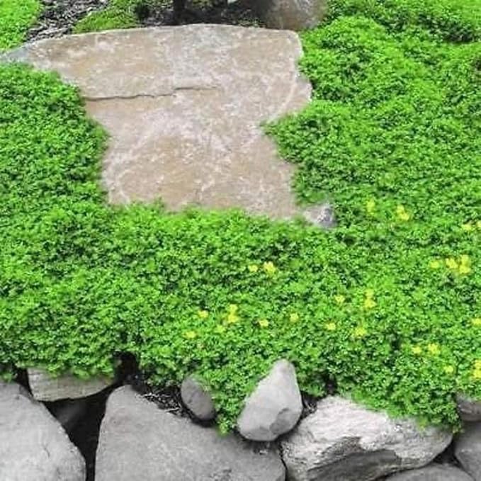 Outsidepride Green Carpet Herniaria Glabra Seeds - 10,000 Pcs Perennial, Drought-Tolerant, Low-Maintenance Ground Cover Seeds for Planting, Hardy Green Carpet for Landscaping & Erosion Control