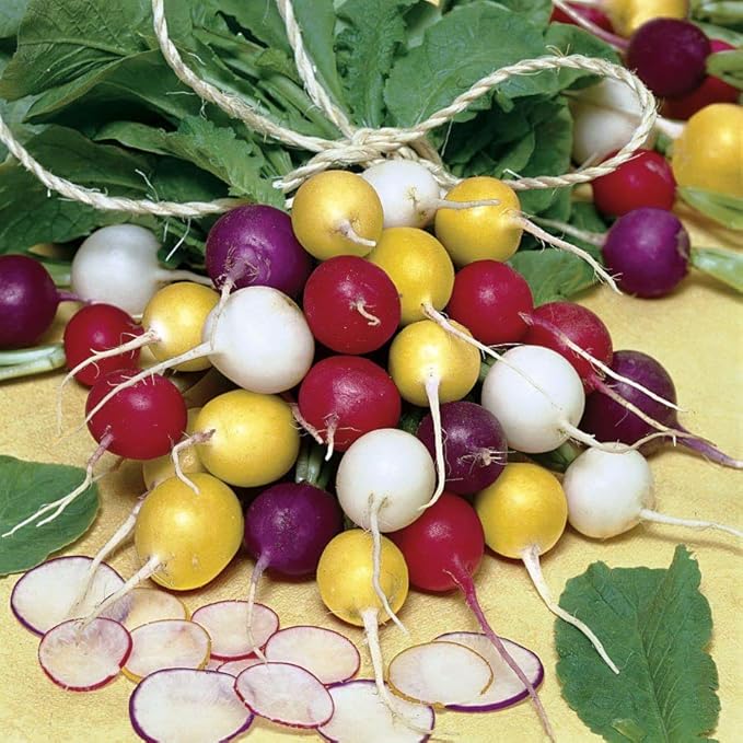 KIRA SEEDS - Seeds Radish Rainbow Mix Harvest Within 25 Days - Heirloom Vegetable - GMO Free