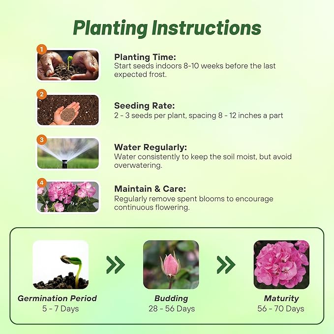 Outsidepride Pink Bicolor Geranium Seeds for Planting - 25 Pcs Annual, Heat & Drought Tolerant Flower Seeds with Green Foliage & Pink Blooms for Pots, Borders & Lush Summer Garden Displays