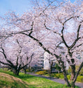 30+ Pink Weeping Sakura Tree Seeds for Planting Outdoors-Cherry Blossom Flower Tree Seeds Non-GMO Heirloom