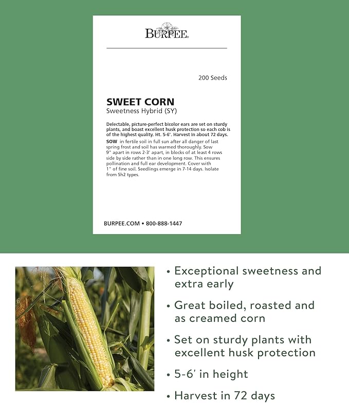 Burpee Sweetness Sweet Corn Seeds 200 seeds