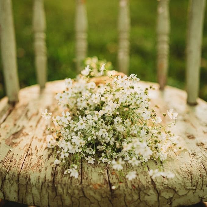 Covent Garden Baby's Breath - 250 Seeds - Easy & Fast to Grow Flower Variety, Great for Bouquets & Arrangements, Non-GMO Baby's Breath Seeds for Planting in The Home Garden, Thresh Seed Company