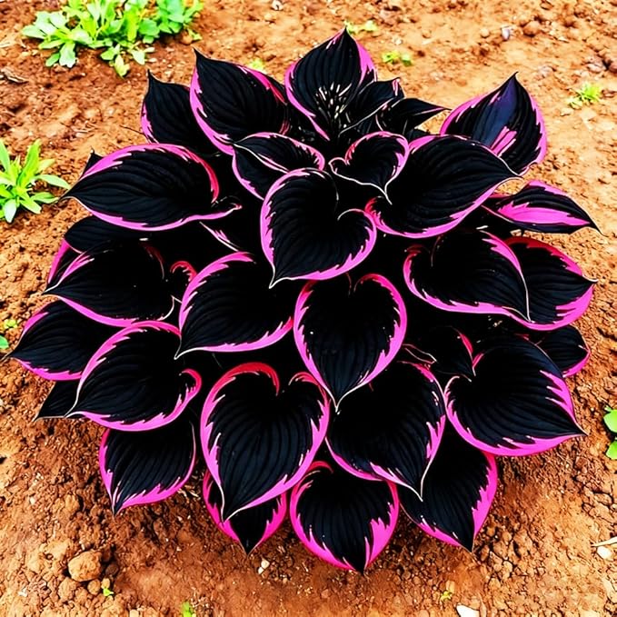 Mixed 117+ Hosta Seeds for Planting Under Trees & North Facing Areas, Shade Garden Solution - Drought Tolerant Perennial Ground Cover with Decorative Foliage
