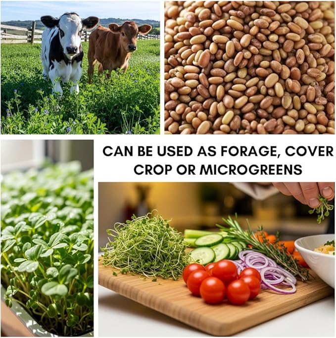 Alfalfa Microgreens Seed for Growing - Easy and Fast Growing, Very Healthy Microgreens (250 Seeds)