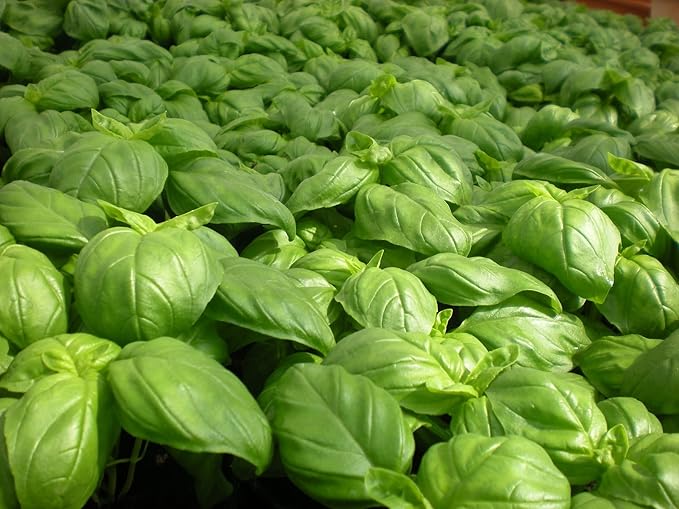 10 Sweet Basil Plants, Large Leaf Basil Live Plants in Pot, 4 to 6 Inches Long, Basil Plants for Growing Indoors Outdoors Hydroponics, Herb Plant Live