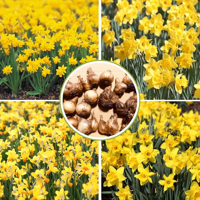 Set 30 Daffodil Bulls for Planting, Top Size Narcissus Flower Bulbs, Perennial Spring Flowers, Cold Hardy, Ideal for Gardens, Pots and Landscaping (Bright Yellow)