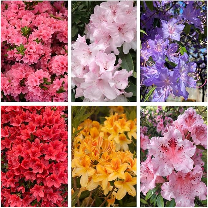 Mixed Azalea Seeds for Planting - 50+ Azalea Flower Seeds Bush Shrub Flowers Plant Seeds Perennial Flower Non-GMO Heirloom Seeds