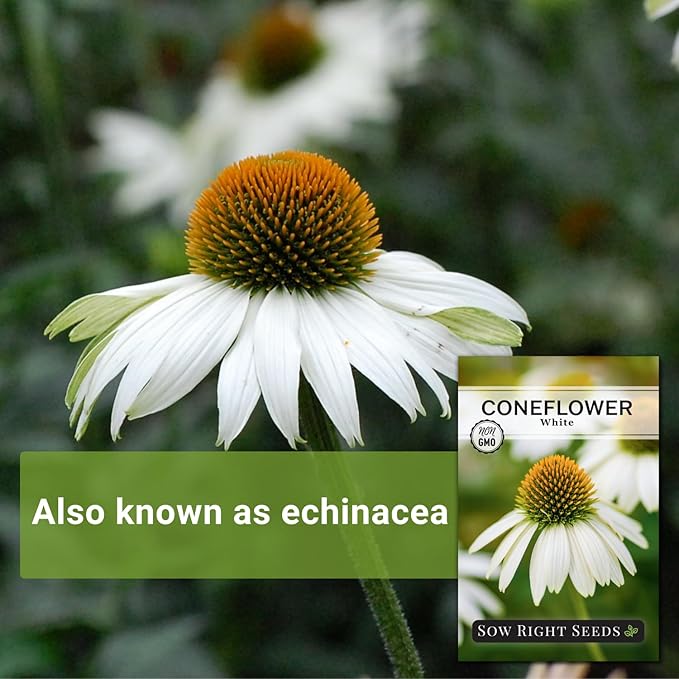 Sow Right Seeds - White Coneflower Echinacea Seeds for Planting - Non GMO Heirloom - Variety - Perennial Ideal for Outdoor Gardening - Hardy Flowers for Pollinators - Wildflower Addition (1)