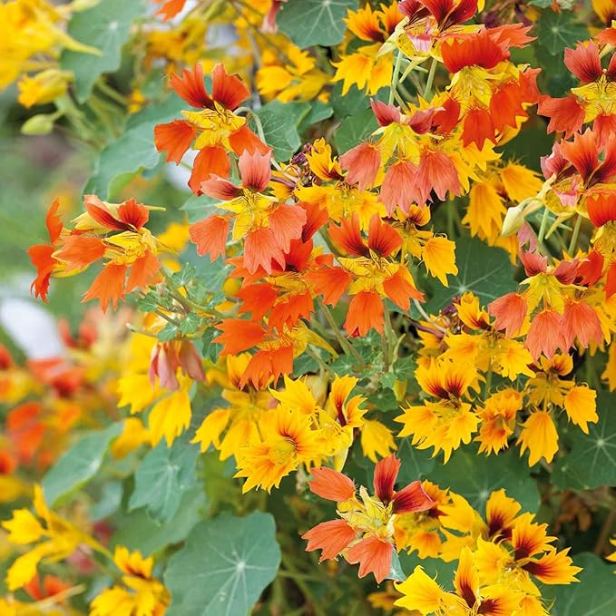 Eden Brothers Nasturtium Seeds - Phoenix