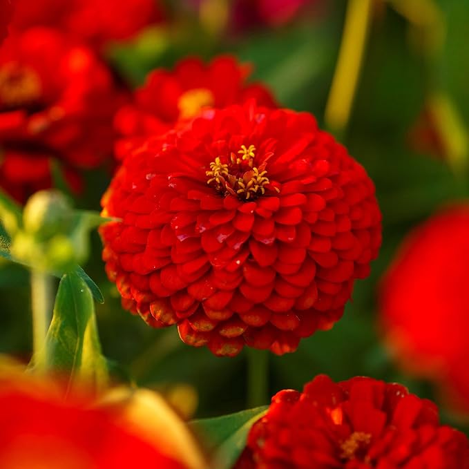 Eden Brothers Zinnia Seeds - Scarlet Flame, Non-GMO Seeds for Planting, Packet | Low-Maintenance Flower Seeds, Plant During Spring, Zones 3, 4, 5, 6, 7, 8, 9, 10