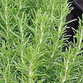 Rosemary, Herb Seed, Heirloom, 20+ Seeds, Healthy and Tasty Herb. The Germination Rate for Rosemary can be Low, Perhaps 30 to 50% so, Plant a Few More Seeds Than You Would Normally do.