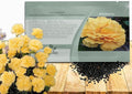 Outsidepride Yellow Carnation Seeds - 2000 Pcs Biennial, Easy to Grow Flower Seeds for Planting with Fragrant Blooms, Ideal for Pollinators, Cutting Gardens, Bouquets, & Floral Arrangements