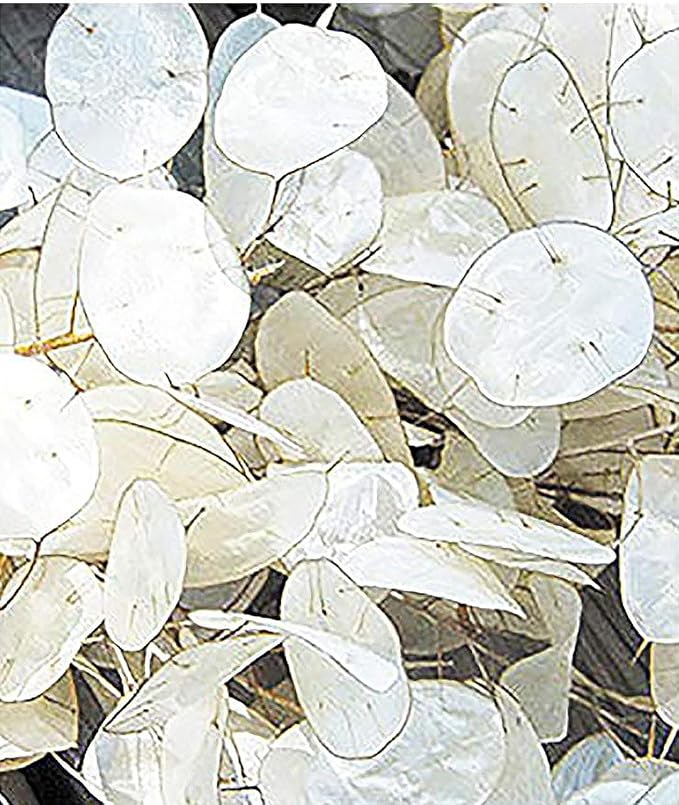 150 Seeds Lunaria - Money Plant Seeds - Marde Ross & Company