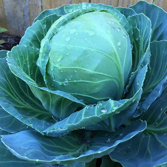 Cabbage Seeds - Golden Acre - 1 Oz - Non-GMO, Heirloom, Open Pollinated - Vegetable Garden, Micro Greens