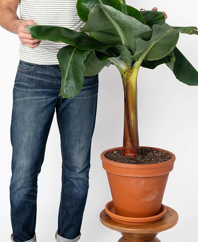 Premium Banana Tree Soil Mix by Gardenera - Perfect Balance of Organic Matter, Minerals, and Moisture Retention - Unleash The Full Potential of Your Banana Trees (5 Quart)
