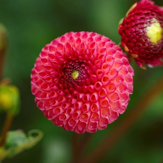 Eden Brothers Dahlia Bulbs (Pompon) - Burlesca, Non-GMO Bulbs for Planting, 2 Bulbs | Low-Maintenance Flower Bulbs, Plant During Spring, Zones 8, 9, 10, 11