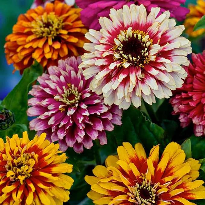 Mixrug 50+ Dwarf Zinnia Seeds for Planting,Annual Pink Zinnias Seeds Non-GMO Heirloom,Cut Flower Seed Deer Resistant Pollinator Friendly for Home Outdoor Garden