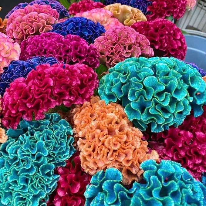 320+ Perennial Mix Cockscomb Celosia Seeds for Planting-Non-GMO Heirloom Plant Seeds Garden Outdoor